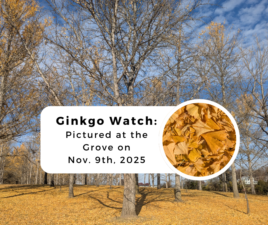 GInkgo watch 9 Nov 2025 leaves are on the ground