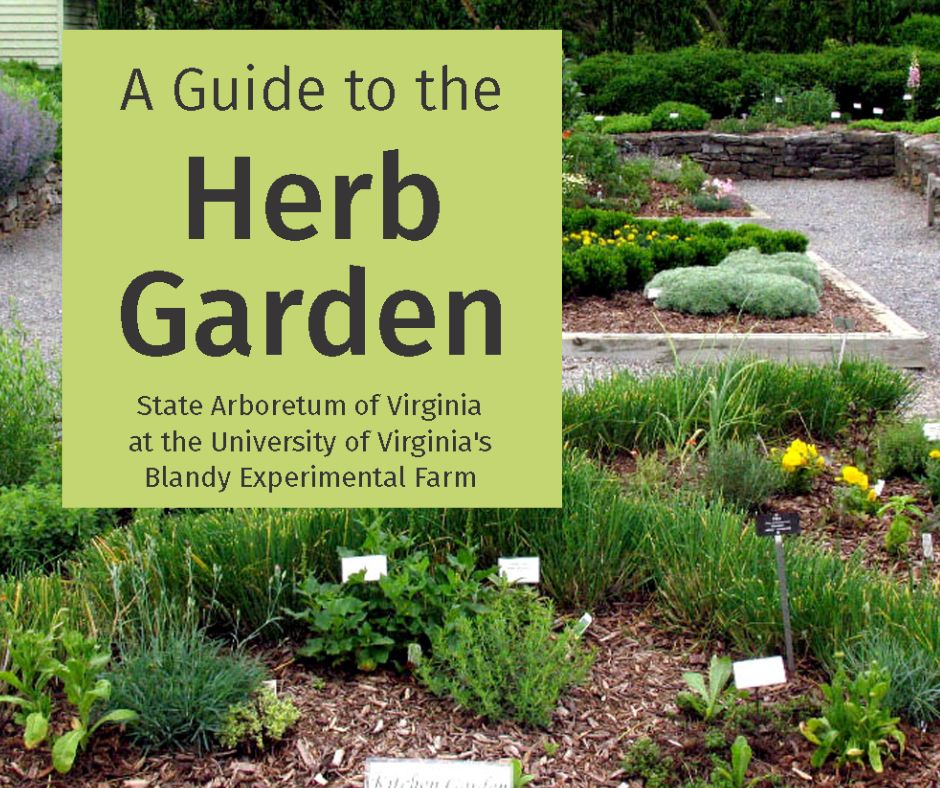 A brochure of the Herb Garden at Blandy.