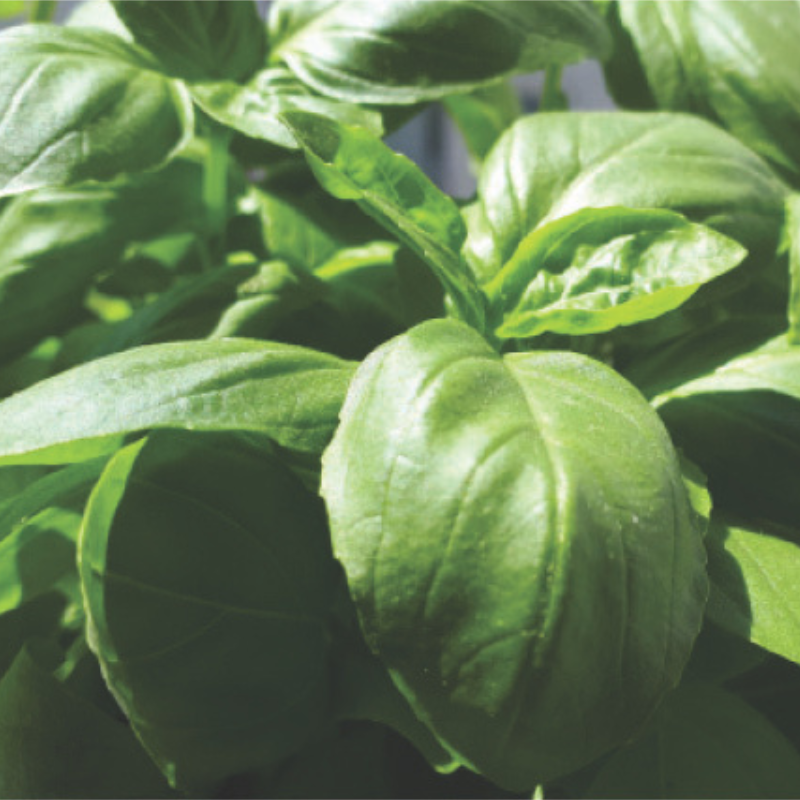 Italian or large leaf basil.