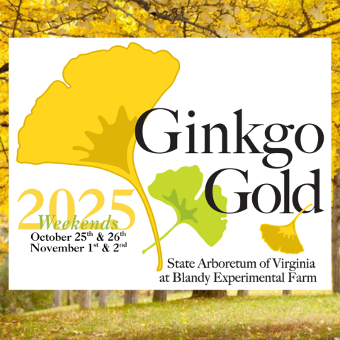 Ginkgo Gold Weekends 2025