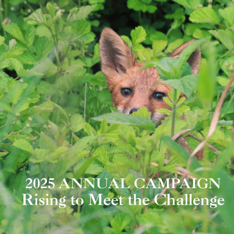 Red Fox peeking out of thick foliage at Blandy. 