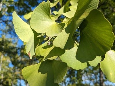 Gingko Leaves