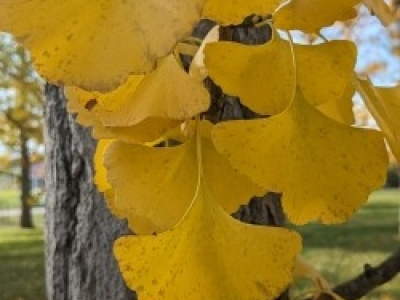 GInkgo 27Oct23 Yellow leaf.jpg