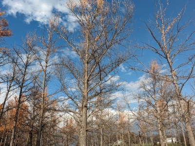 GInkgo Watch 9 Nov 2023.jpg