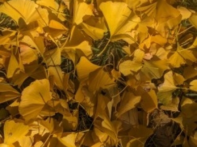 Ginkgo Watch 2Nov23 Leaves.jpg