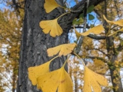 Ginkgo Watch 30Oct23 Leaf.jpg