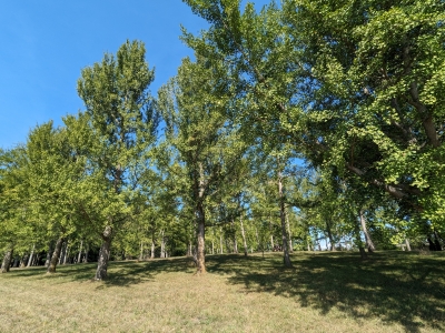 Ginkgos 20 Sept. 2023_0.jpg