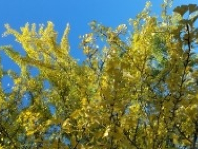 Leaves 2 10.23.23_0.jpg