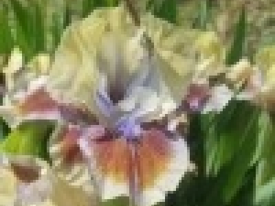 Enjoy the Flory Iris Garden 