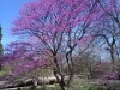 Redbud