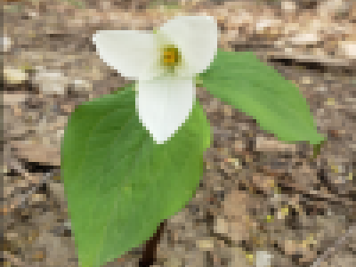 Spring Wildflower Watch- April 18th