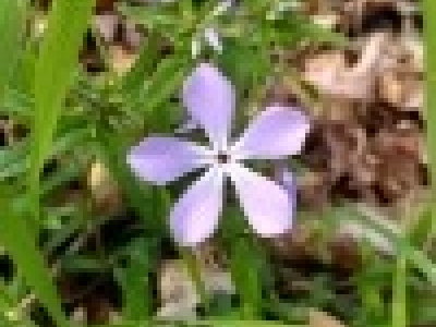 Spring Wildflower Watch- April 11th