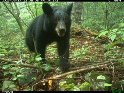 Photo of a bear taken with a wildlife camera