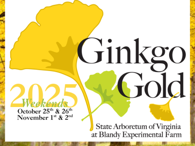 Ginkgo Gold Weekends 2025
