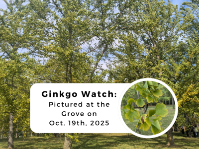 Ginkgo Grove Oct. 19th 2025 10% leaves yellow