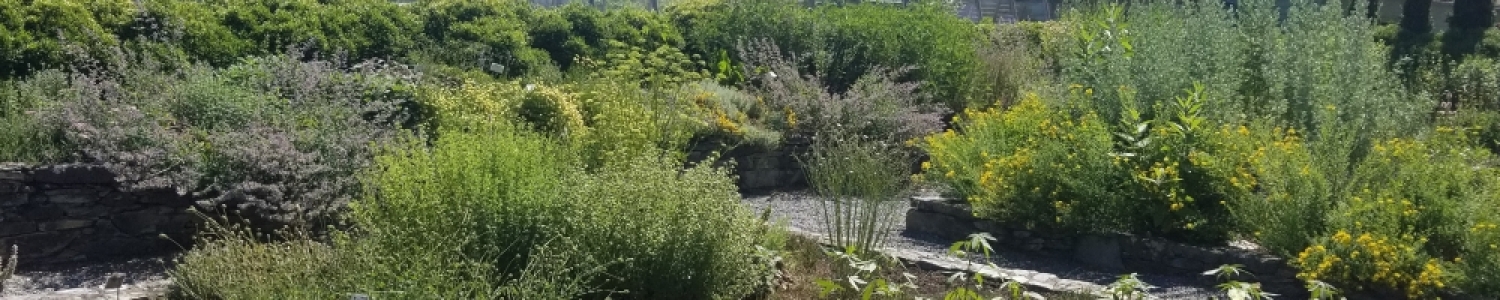 Herb Garden 2020