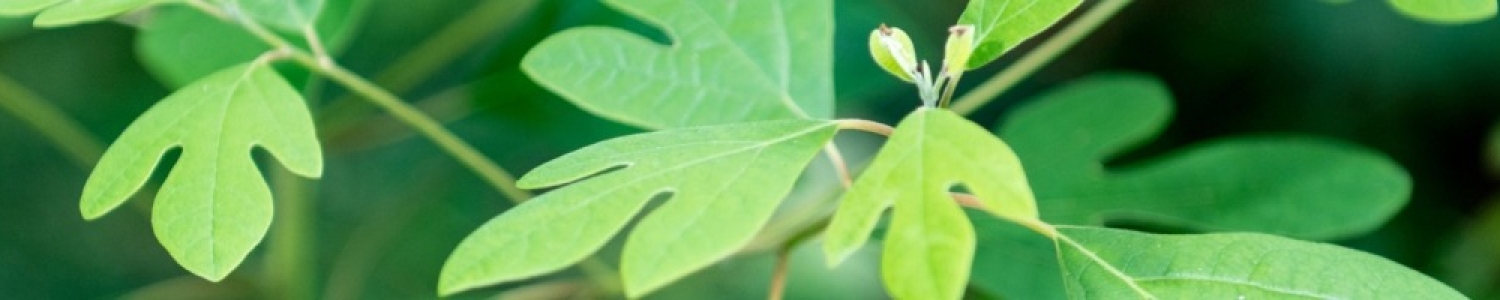 Sassafras_Leaves-RandyEveretteViaFlickr