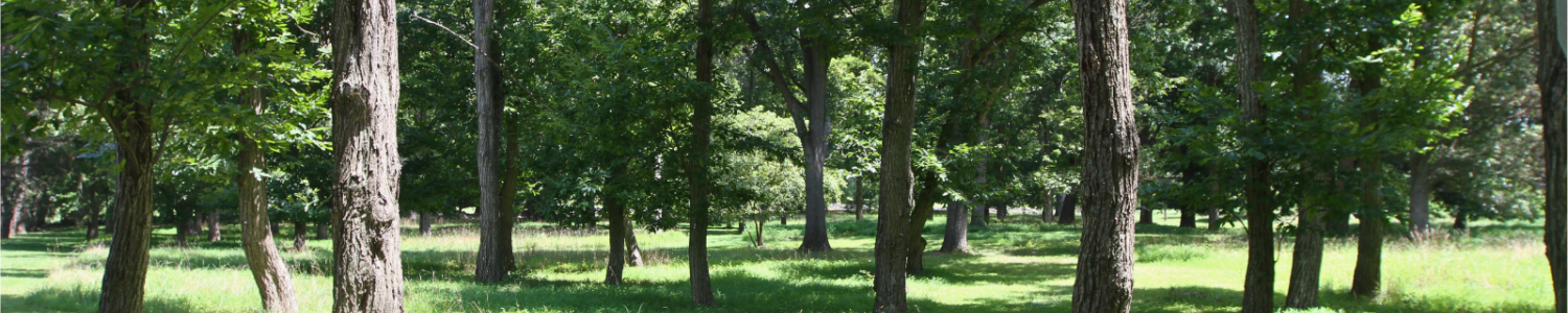 Memorial and Honorary Trees