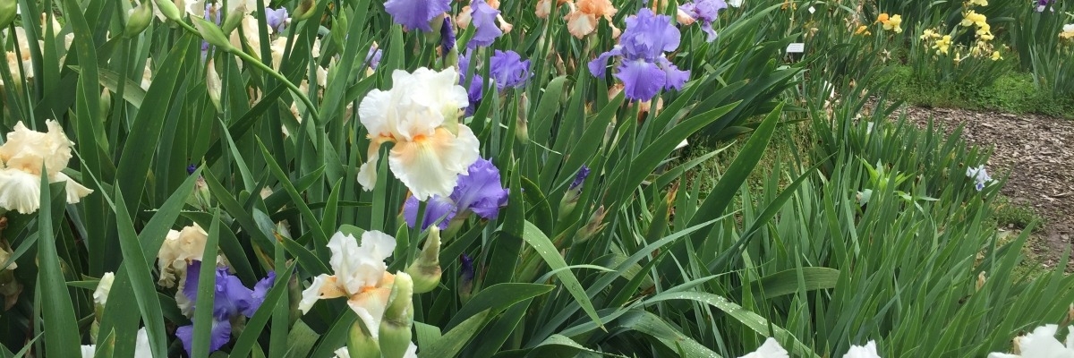 Iris Garden.jpg
