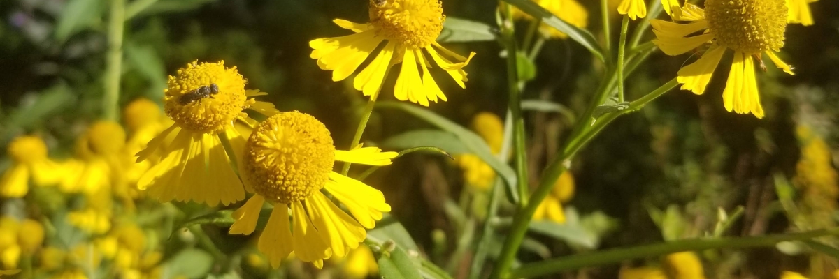 sneezeweed Helenium autumnale