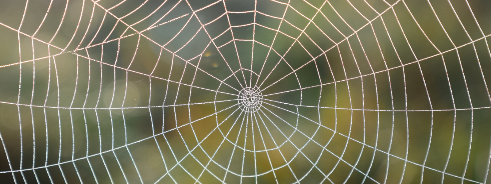 Spider web covered in dew