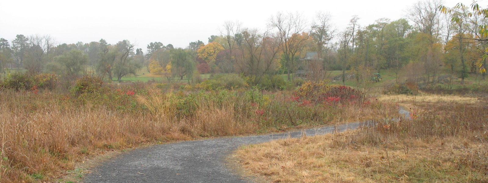 gravel walking path surrounded by natural meadow vegetation