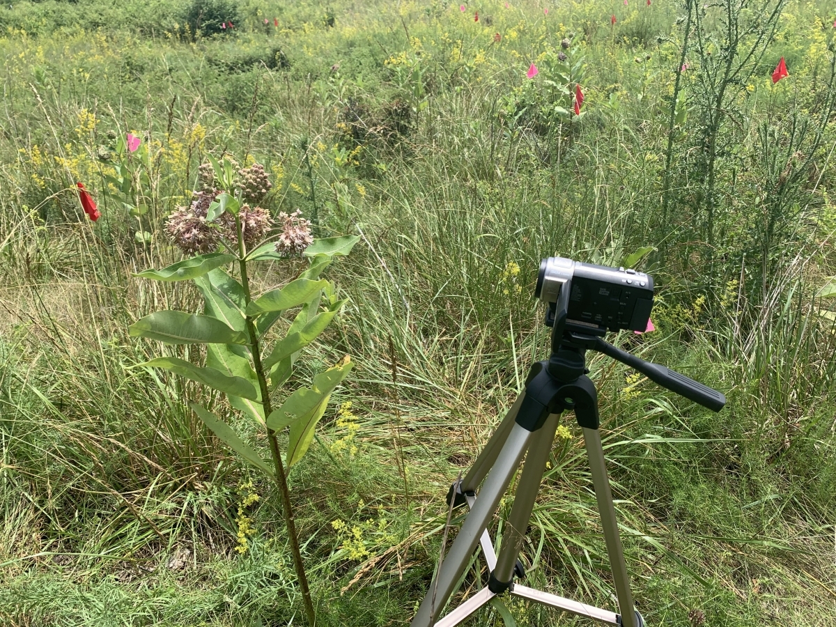 Milkweed Watch