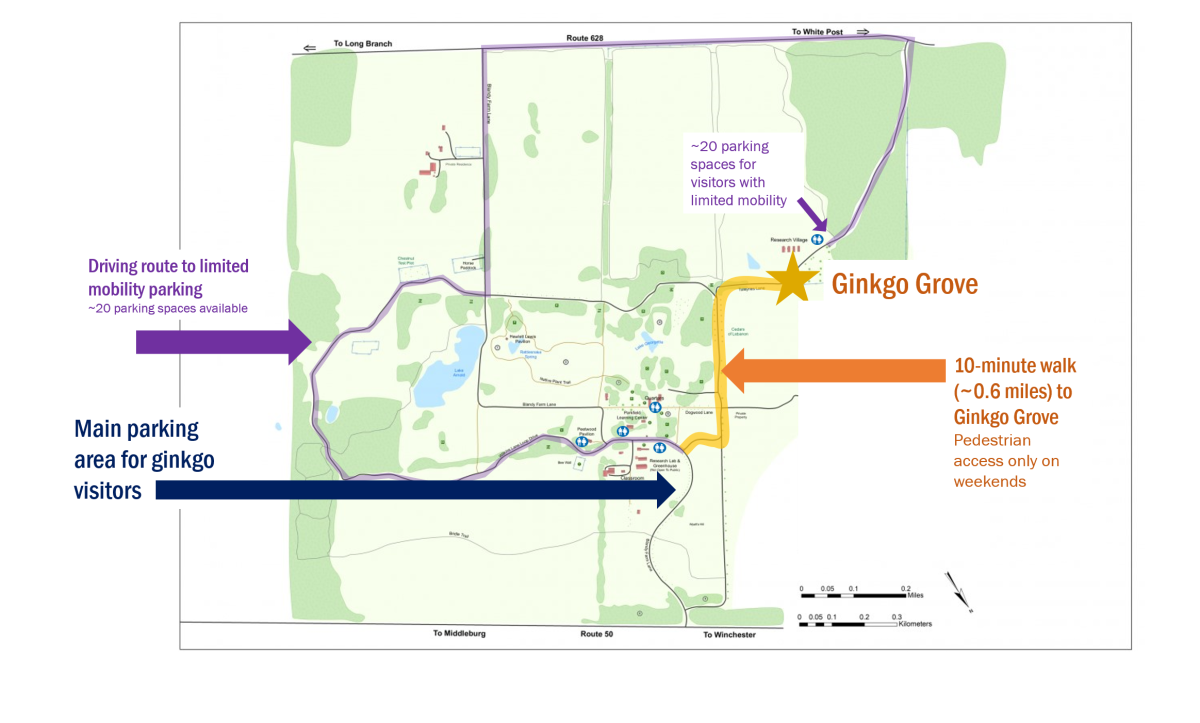 Ginkgo Grove Weekend Map for Visitors